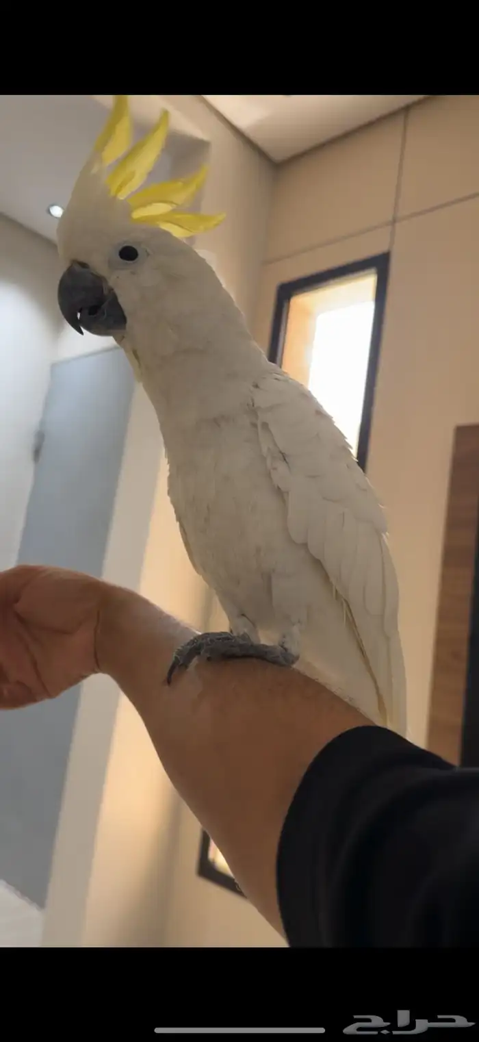 كوكاتو سلفر كريستد حجم سوبر سوبر جامبو هدد 1