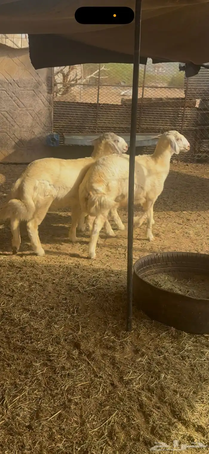 للبيع طليان مشاريع فحول برص الحقو الزين (( تم البيع )) 2