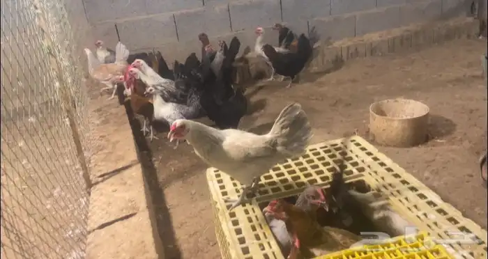 دجاج بلدي بياض انتاج المزرعه بنات بعضهن اكثرهن ترقيد 1