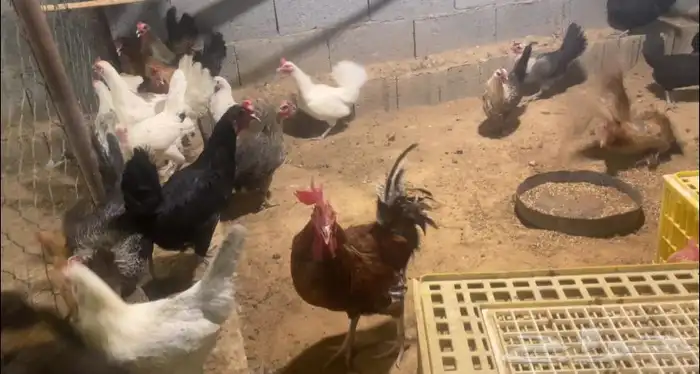 دجاج بلدي بياض انتاج المزرعه بنات بعضهن اكثرهن ترقيد 0