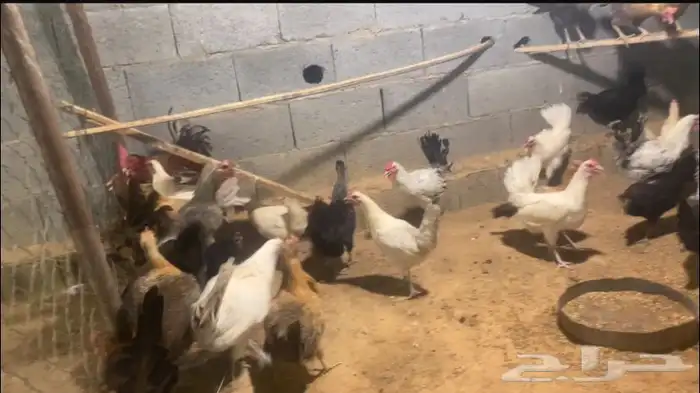 دجاج بلدي بياض انتاج المزرعه بنات بعضهن اكثرهن ترقيد 2
