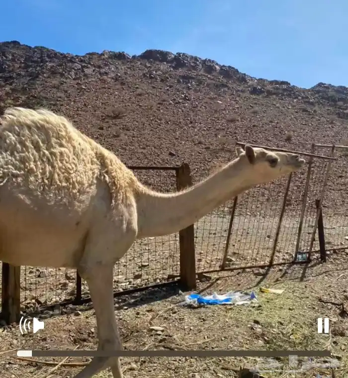 بكره 0