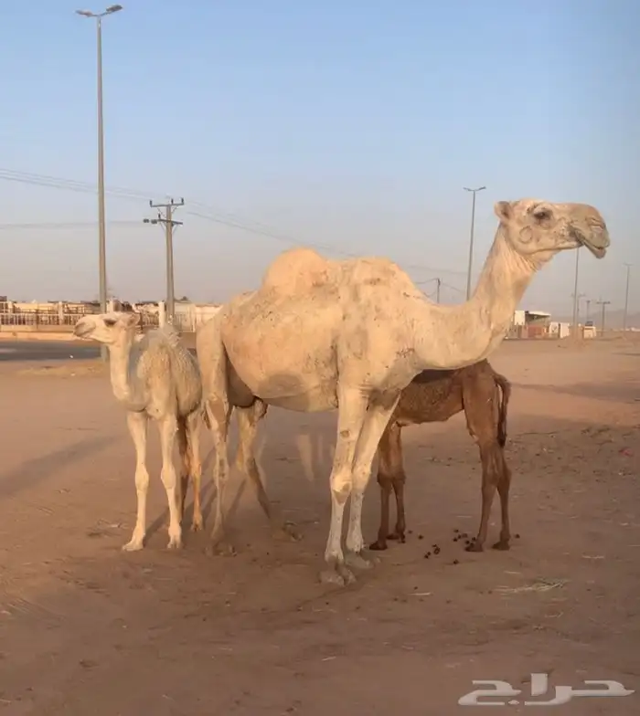 عشراء معها ثنين قعود وبكره تم البيع 1