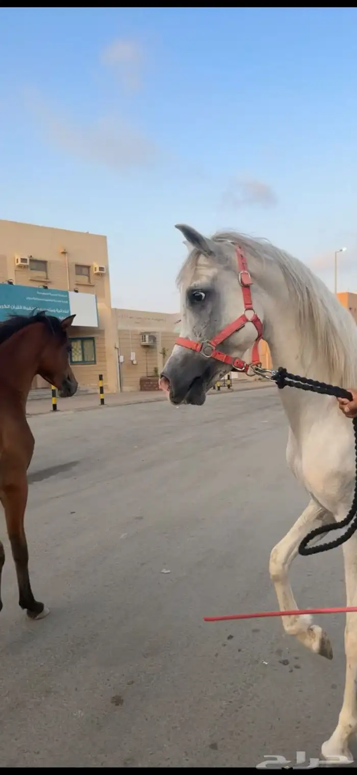 خيل عربي للبيع 6
