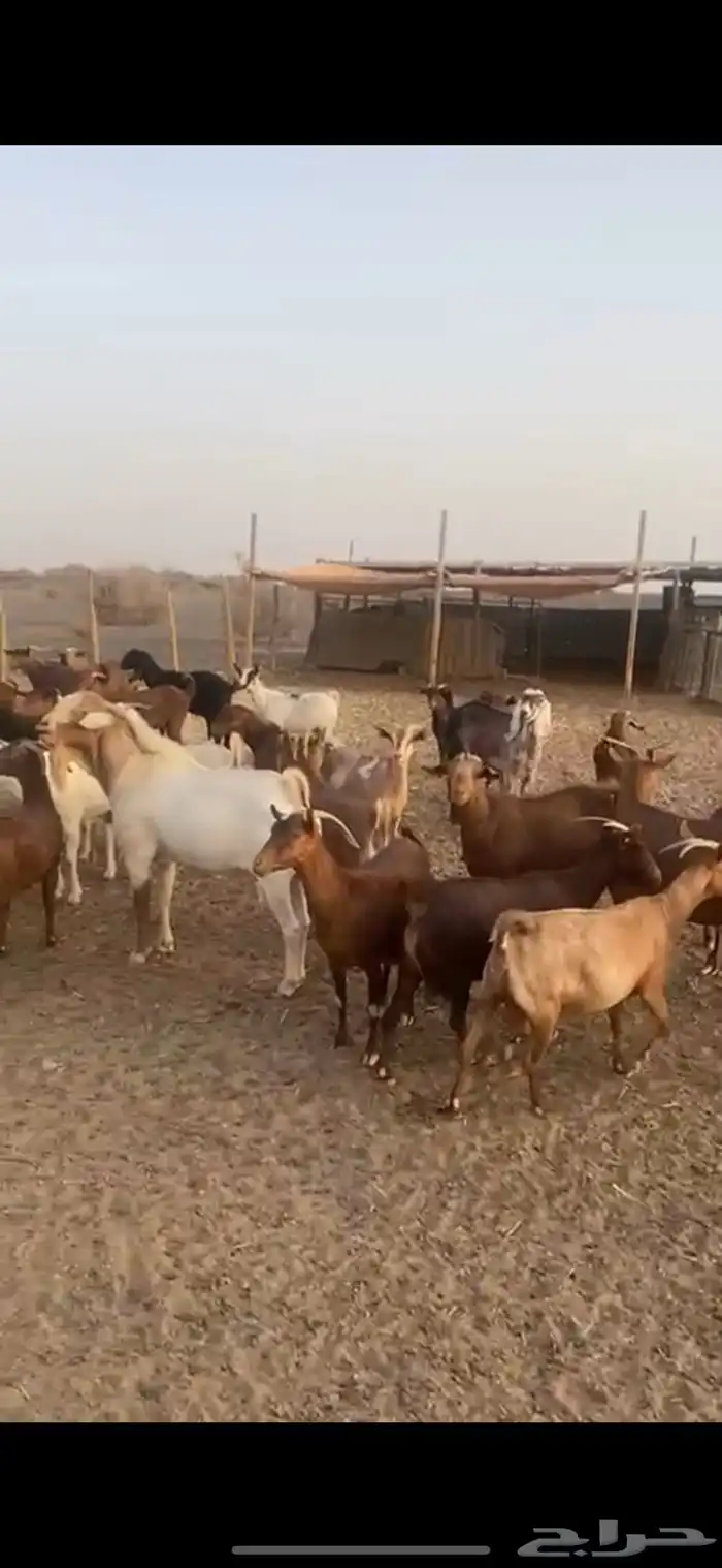 معزا جنوبيات محايلية وبورقت ظلم 6