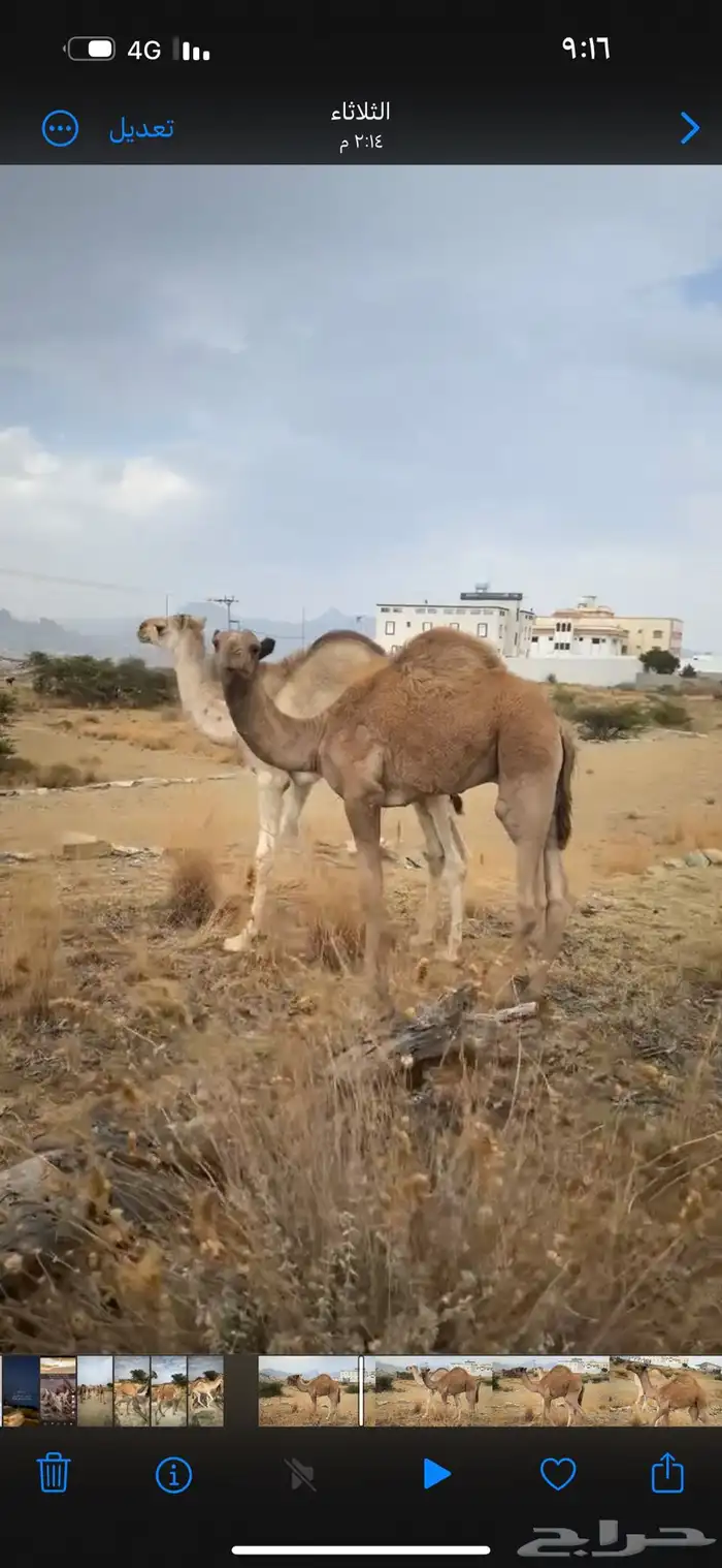 حشوان حليب للبيع العدد 3 0