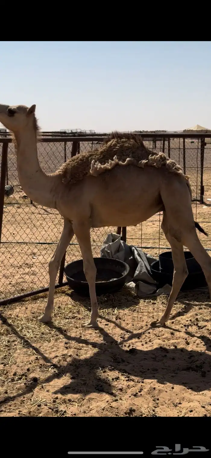 قعود مفرود طايش 0
