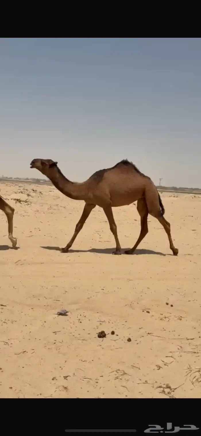 بكره حقه صفراء كفووو 2