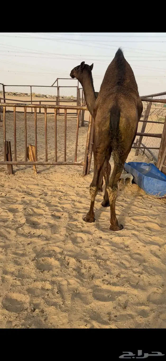 قعود كفووو للبيع رقم الجوآل 1