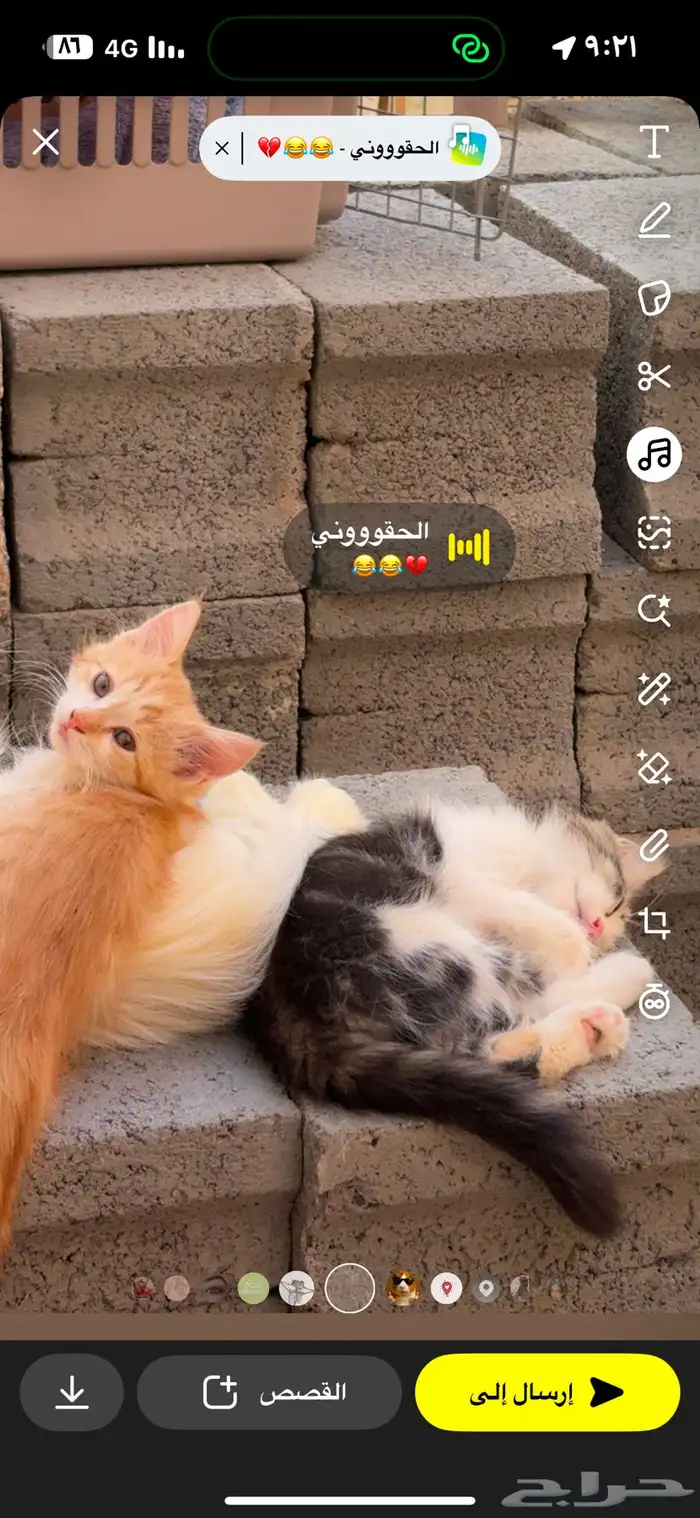 قطط صغيره 2