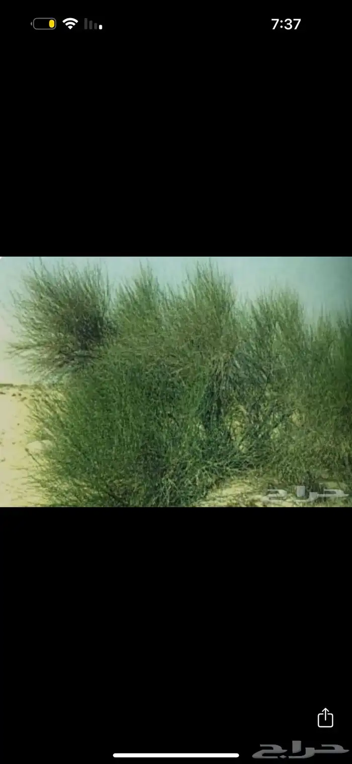 مرخ لي البيع 1