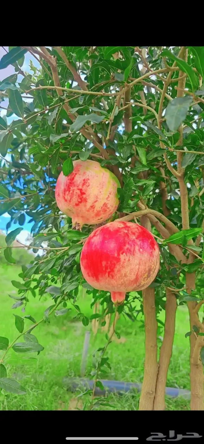 رمان جوف ال معمر. 1