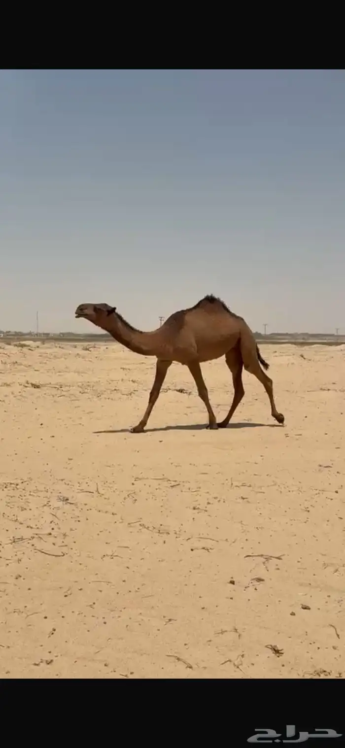 بكره حقه صفراء كفووو 1