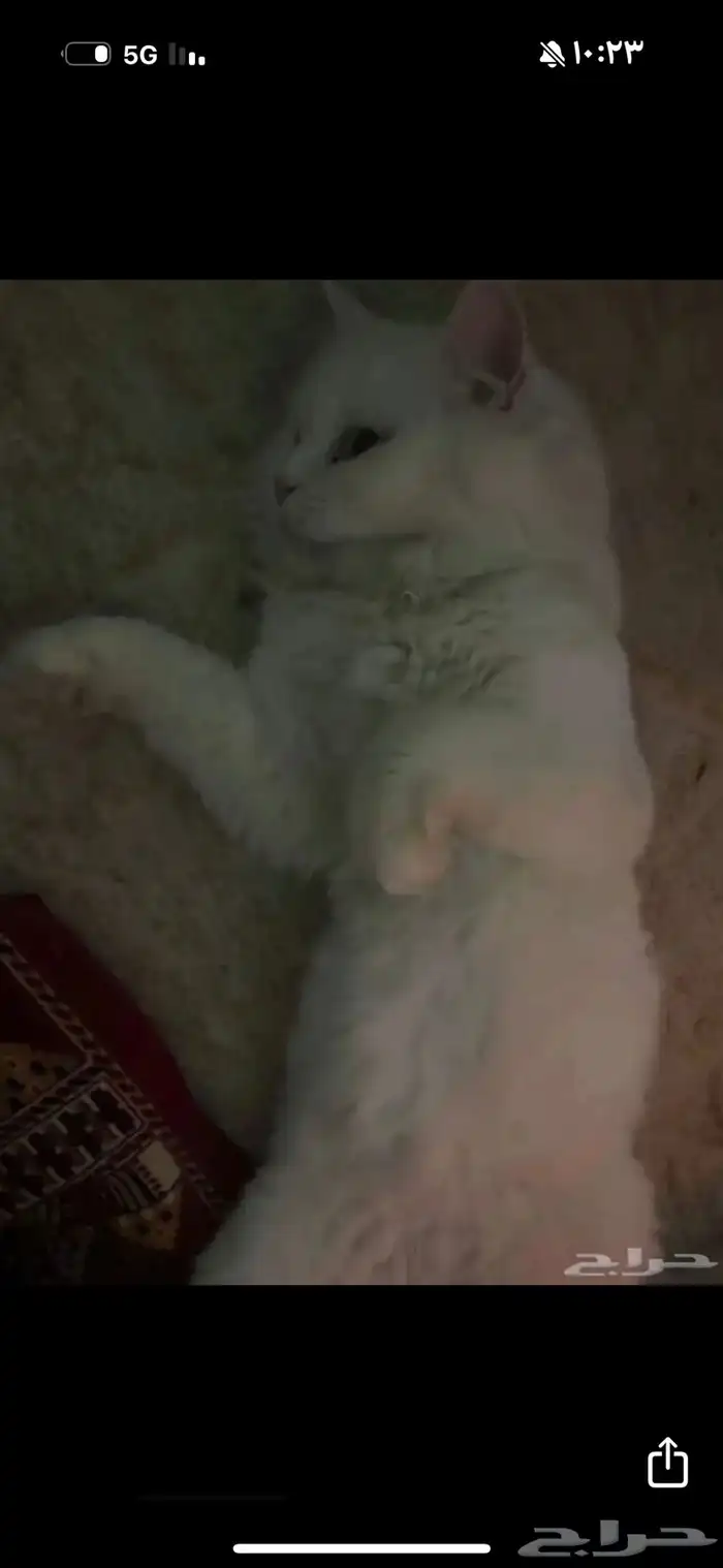 بيع قطط شيرازيه مع الام 0