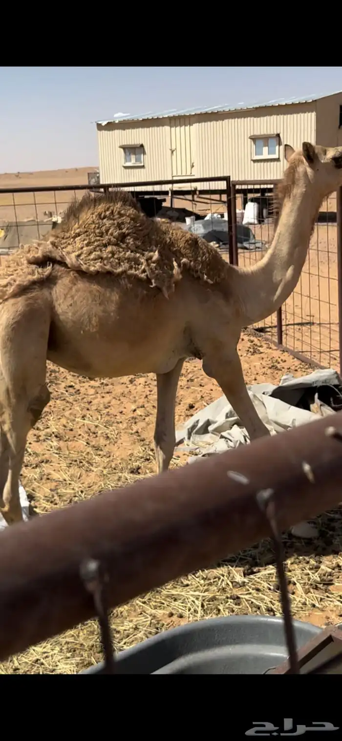 قعود مفرود طايش 2