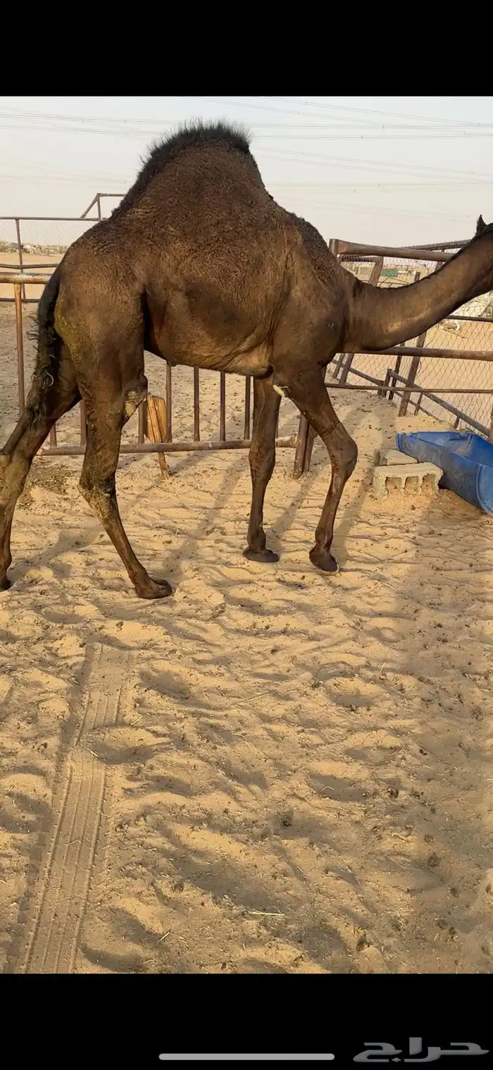 قعود كفووو للبيع رقم الجوآل 0