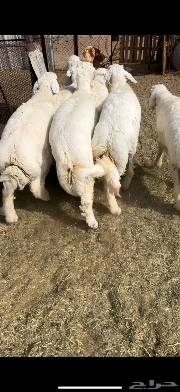 7طليان جبره فل شحم وطراف ونظاف شرط 2