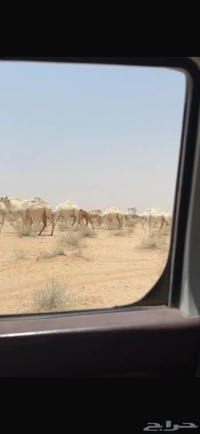 لبيع ذود الآ توصل إلى الصامل 3