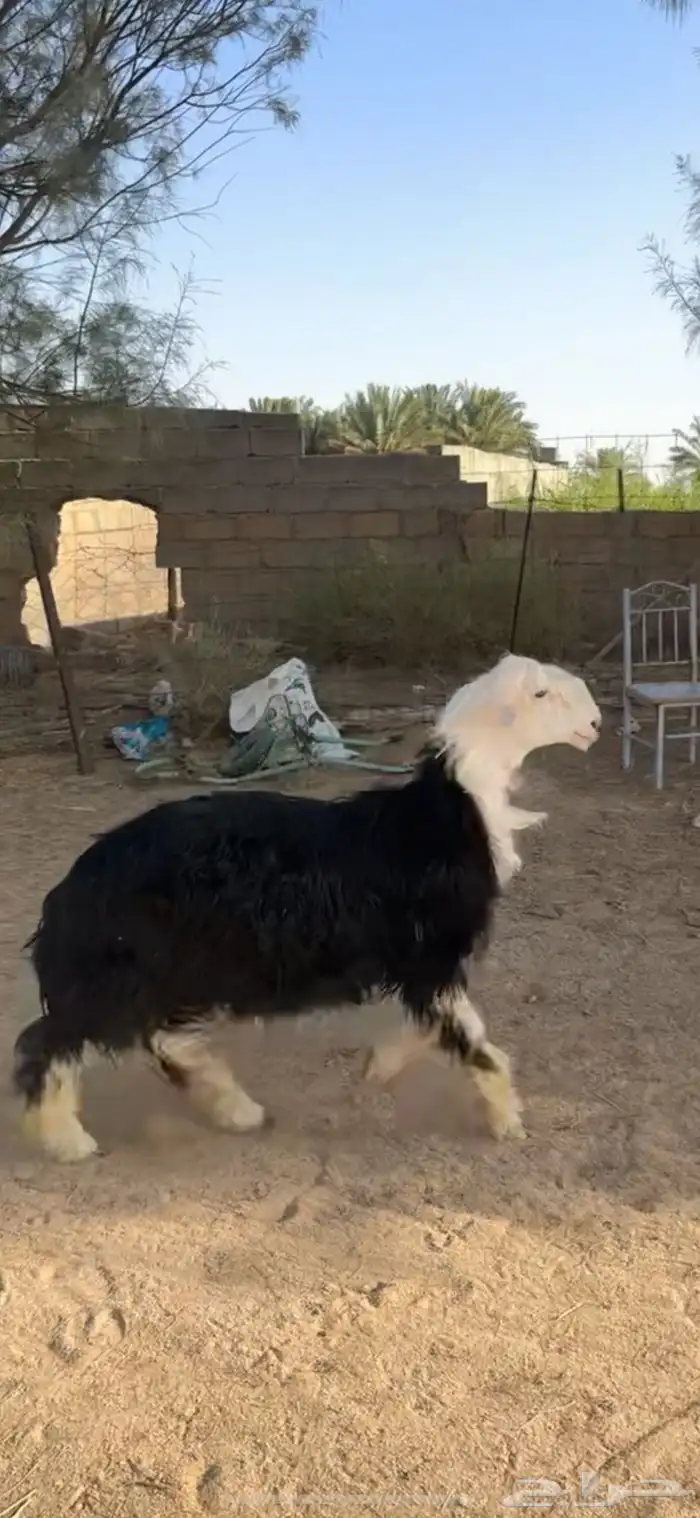 للبيع طلي نجدي طيب 3