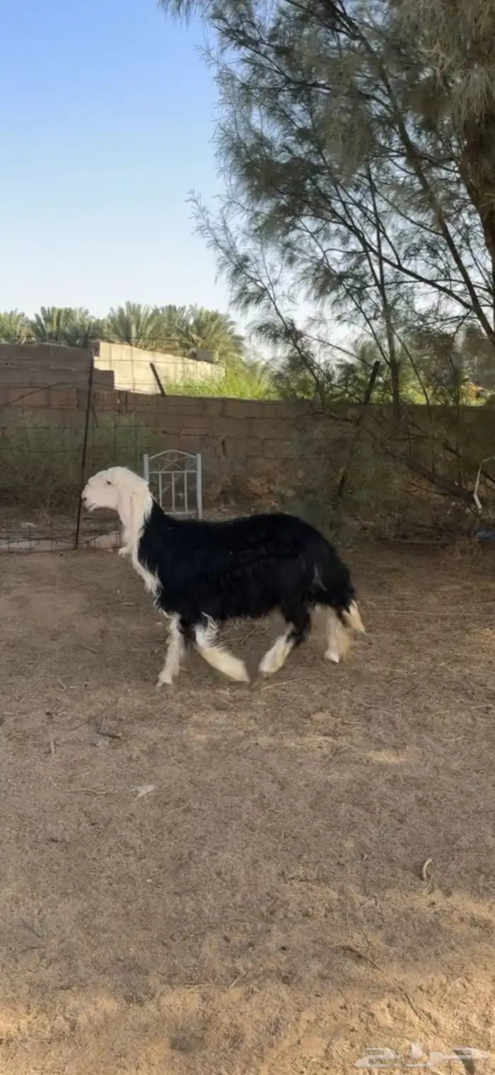 للبيع طلي نجدي طيب 1