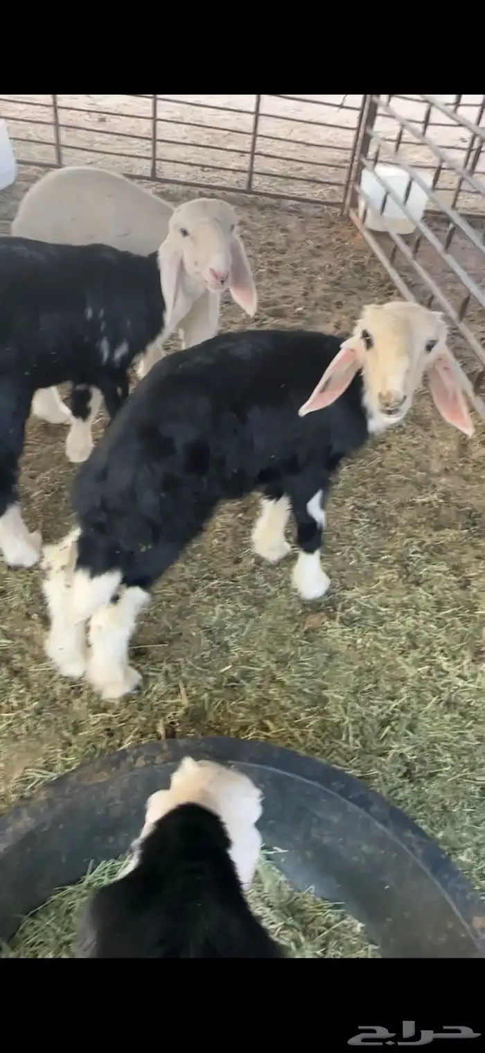 للبيع خروف عمره شهرين ورخلتين وخروف عمرهن اربع اشهر 2
