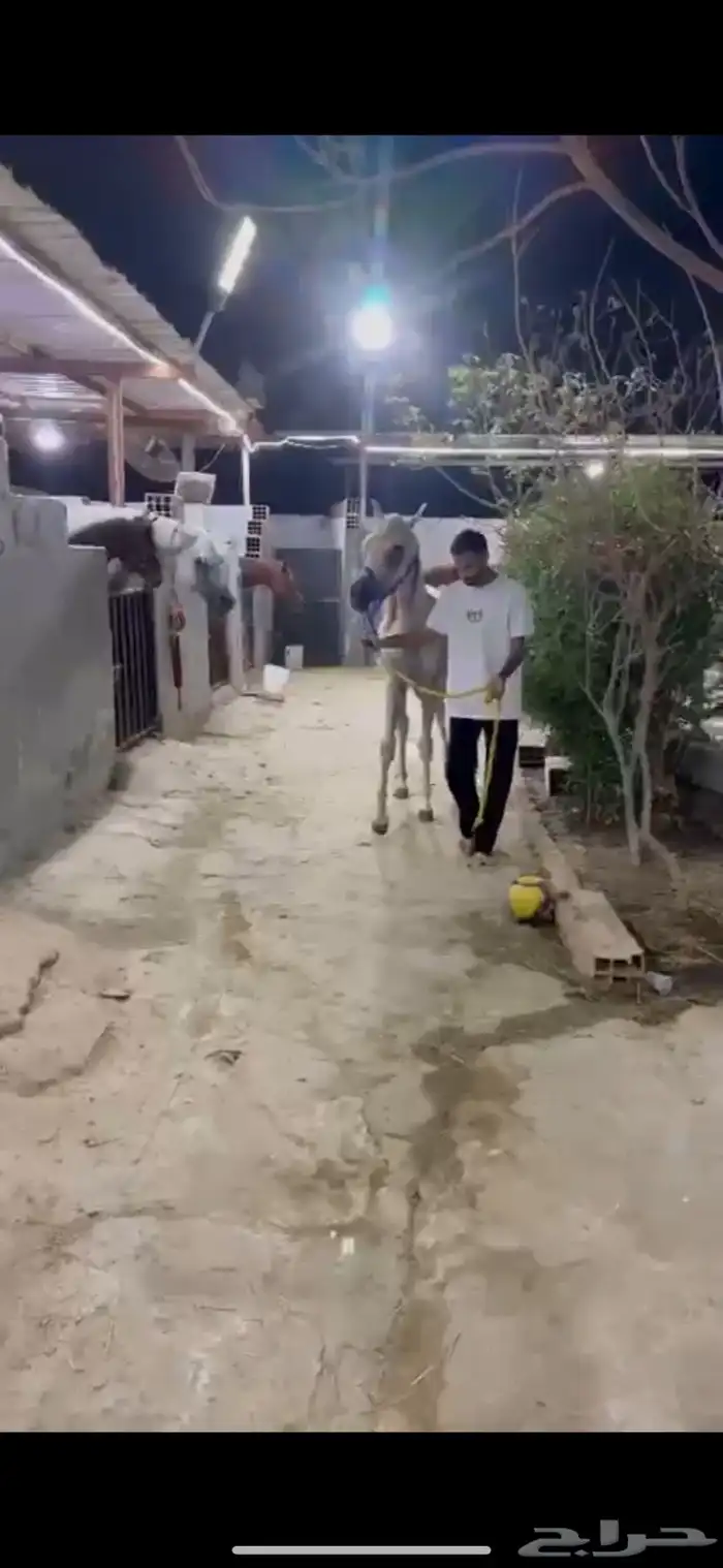 مهره واهو جمال 7