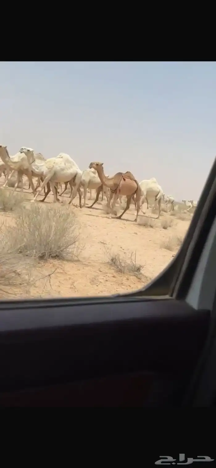 لبيع ذود الآ توصل إلى الصامل 9