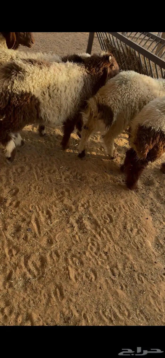 ذبايح هرافا نعيم بلدي 2