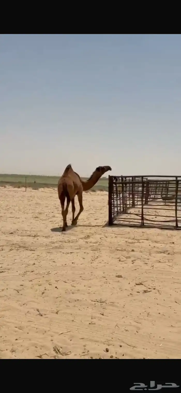 بكره حقه صفراء كفووو 3
