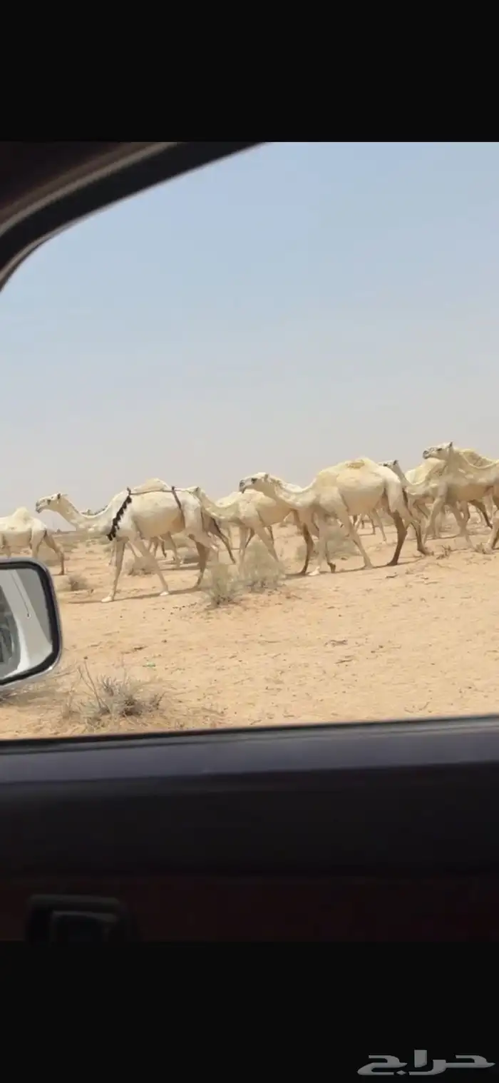 لبيع ذود الآ توصل إلى الصامل 10