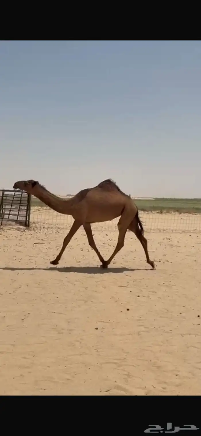 بكره حقه صفراء كفووو 4