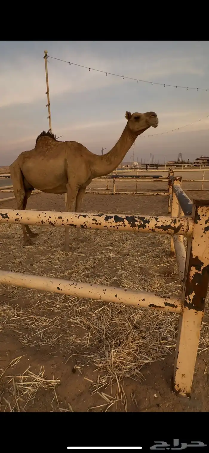 للبيع خلفه 1