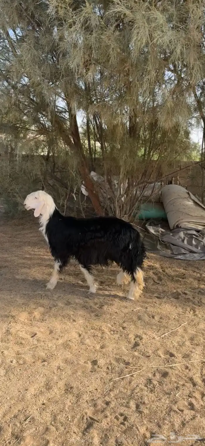 للبيع طلي نجدي طيب 0