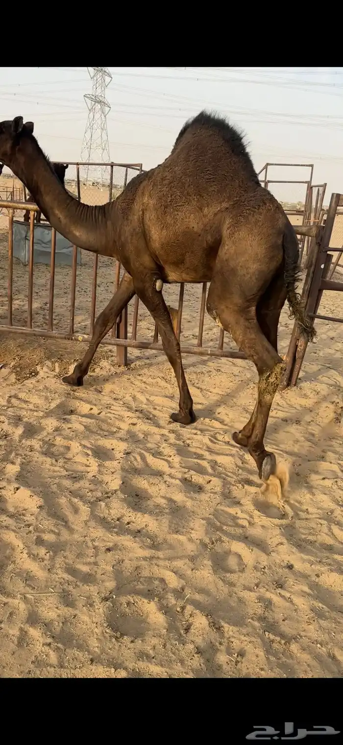 قعود كفووو للبيع رقم الجوآل 2