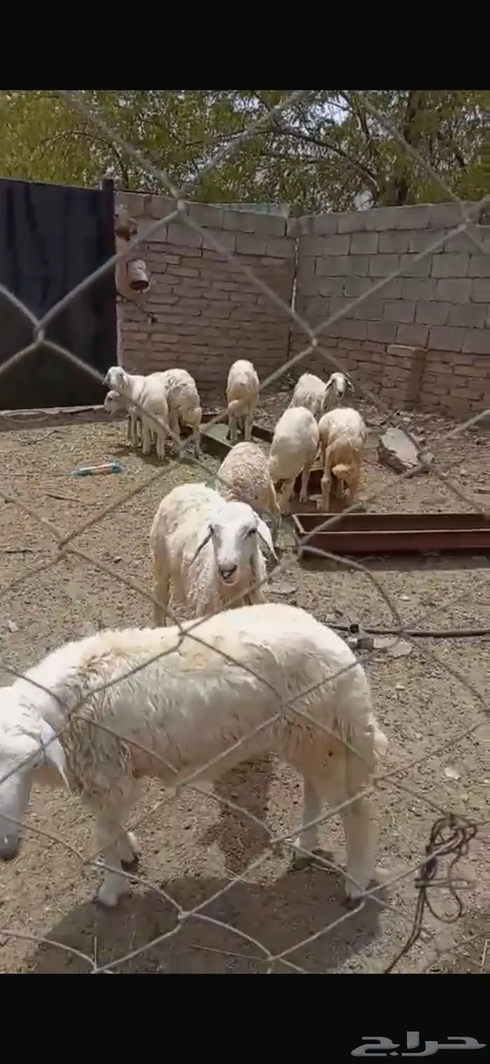 خرفان للبيع 0