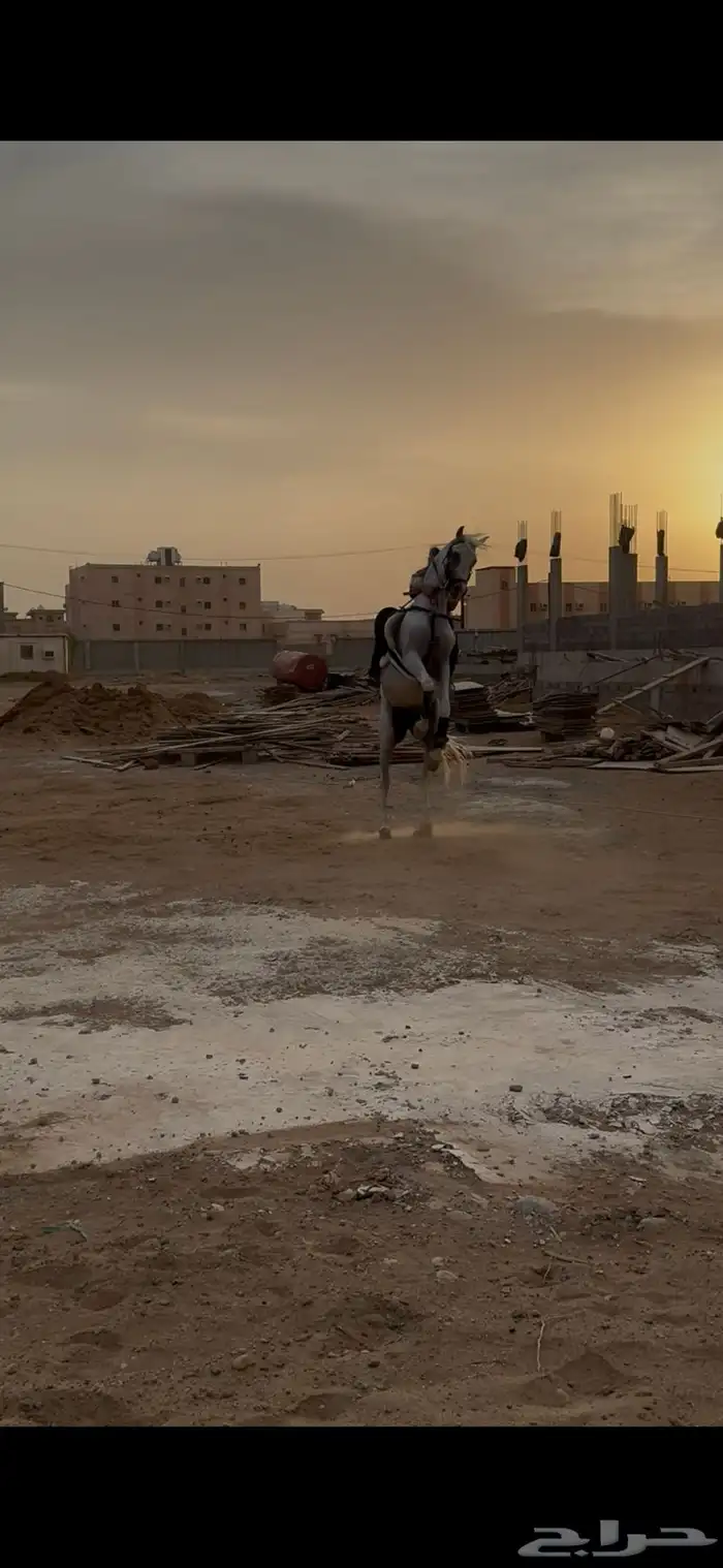 خيل عربي للبيع 0