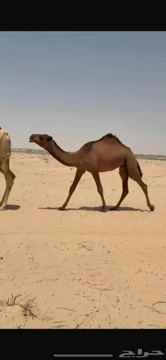 بكره حقه صفراء كفووو 0