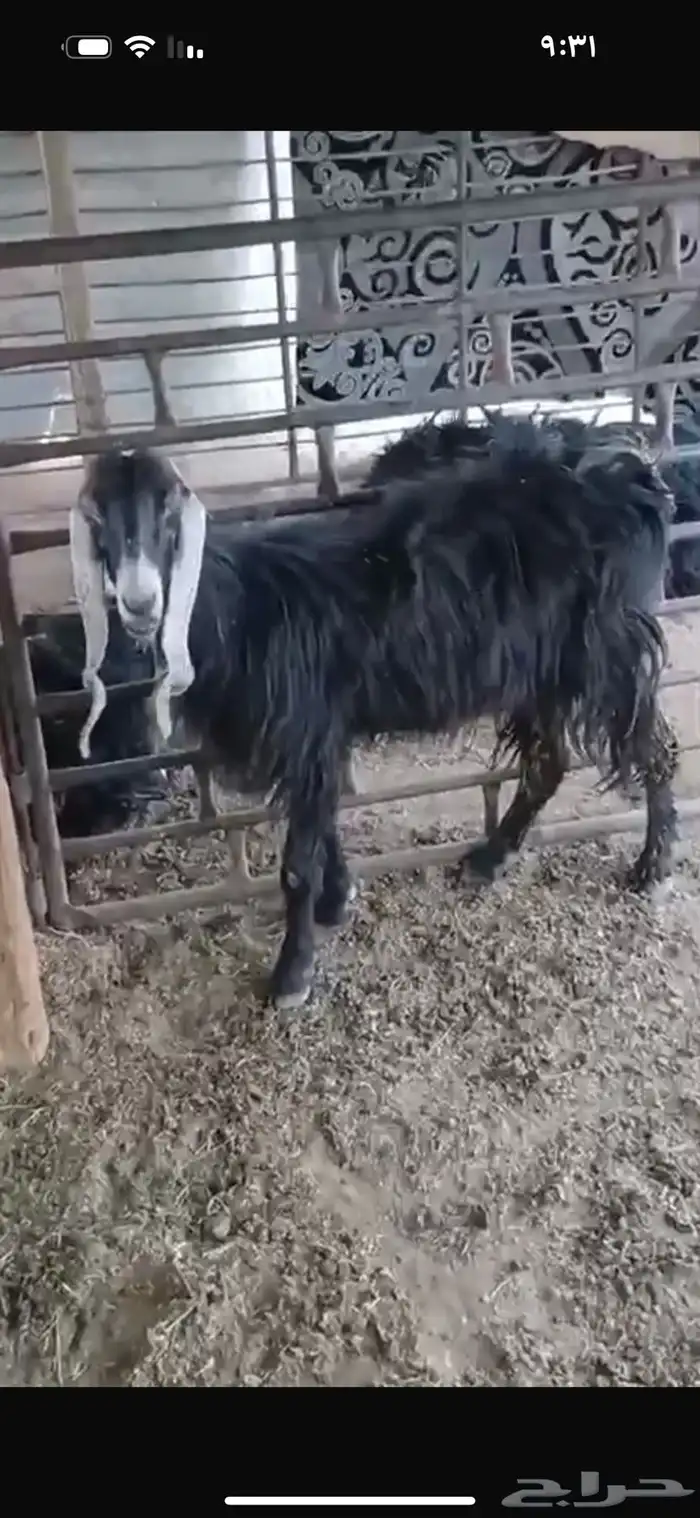 للبيع خروف عمره شهرين ورخلتين وخروف عمرهن اربع اشهر 28