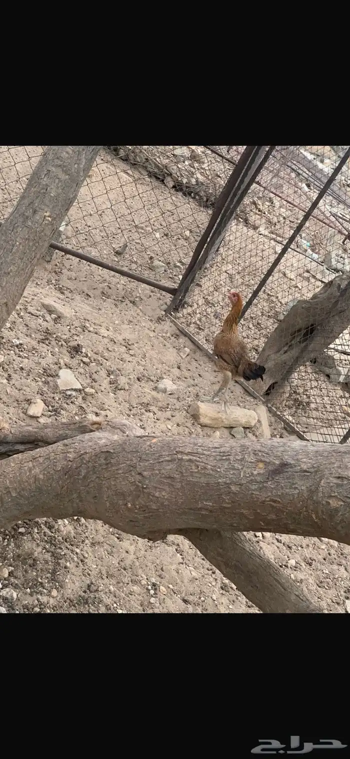 دجاج بلدي شرط 2