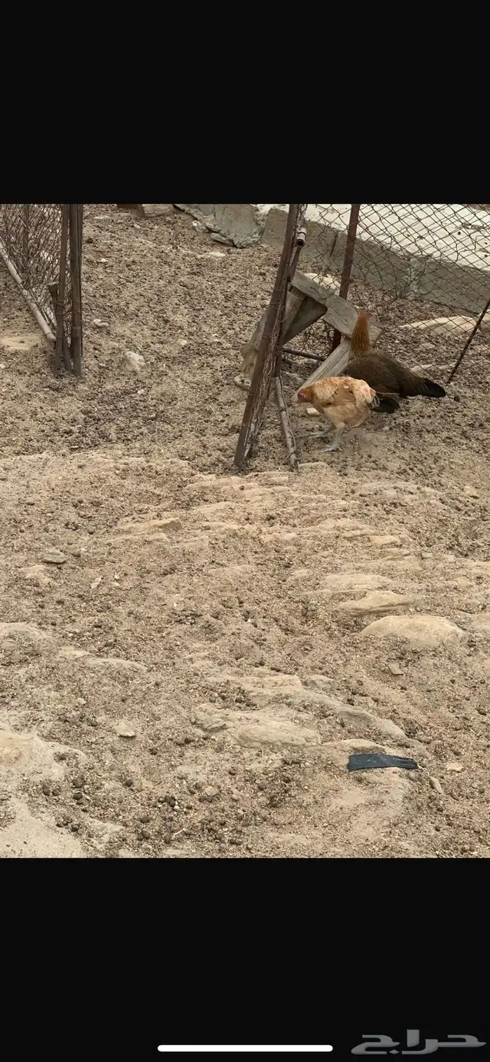 دجاج بلدي شرط 3