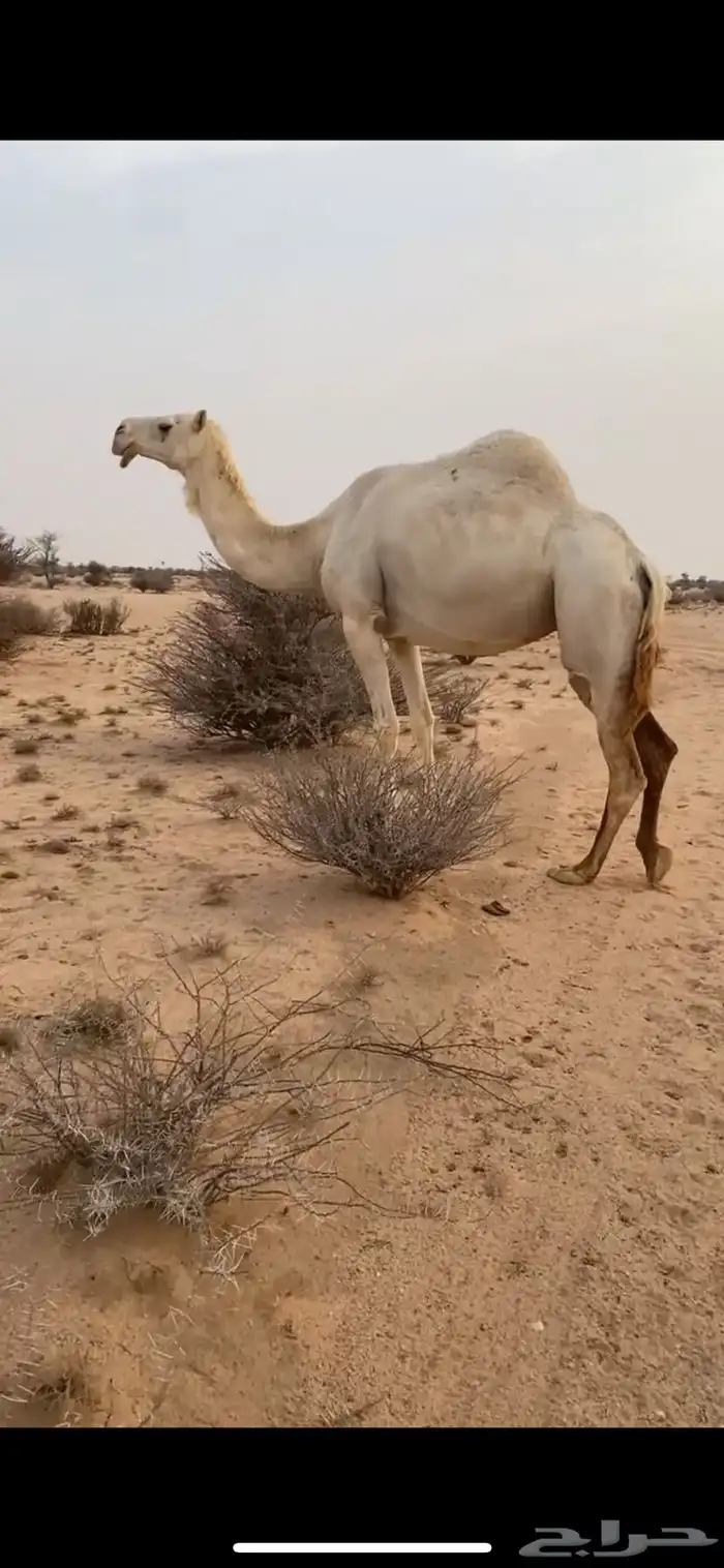 ناقه لقحه شرط 1