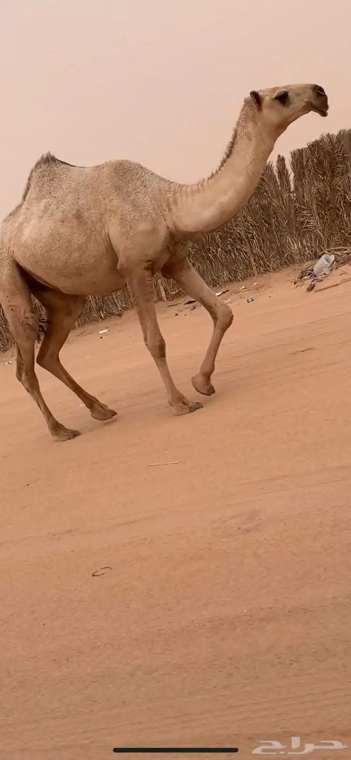بكره شقحا لقيه باتليه 0