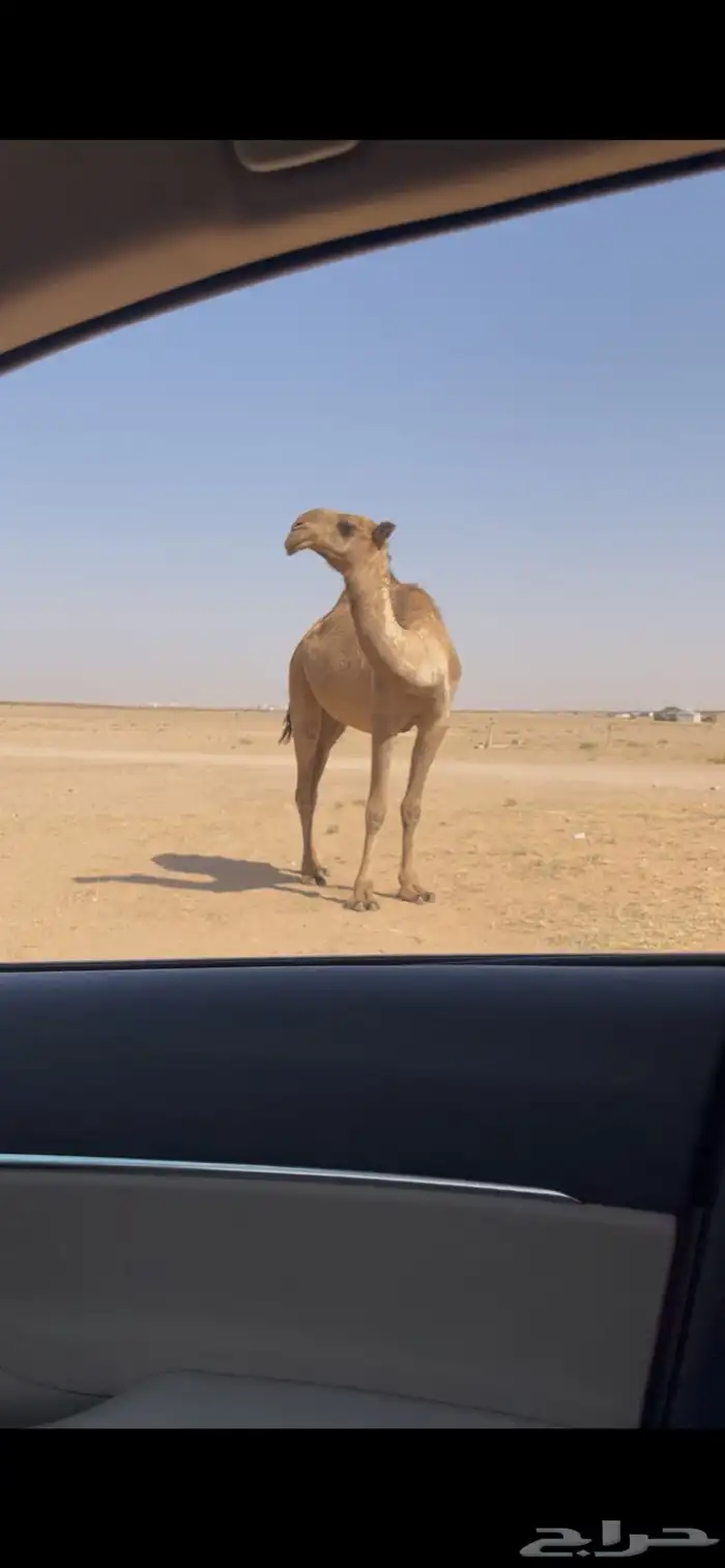 بكر جذعة عونية مزاين كفو 0