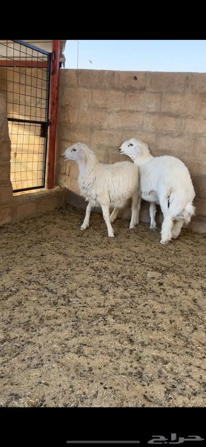 خرفان 0
