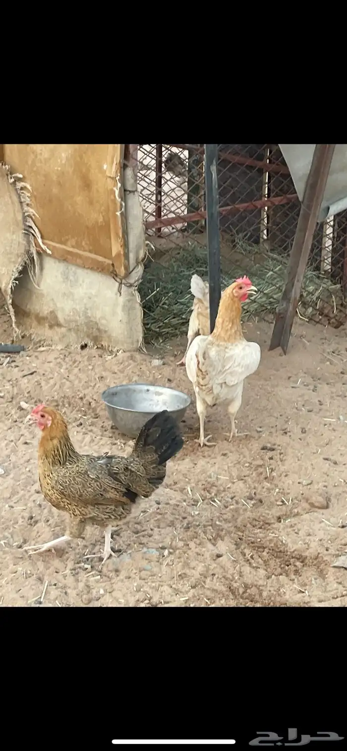 دجاج 0