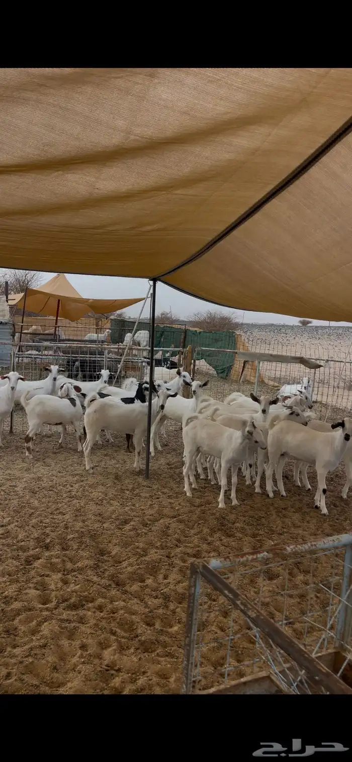 جفرات بيشيات صنف 1
