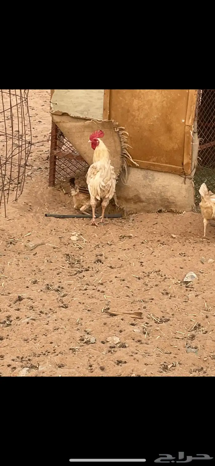 دجاج 1