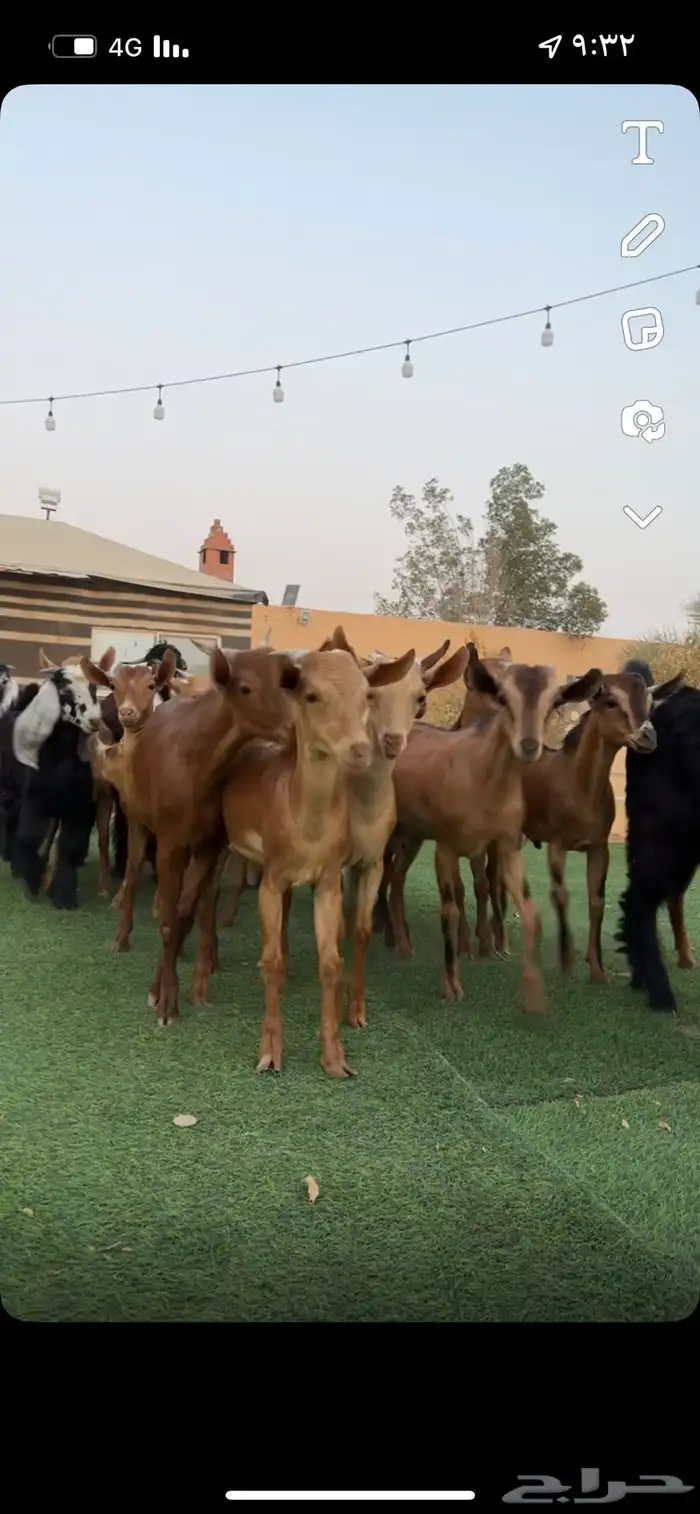 تيوس جنوبيه 2