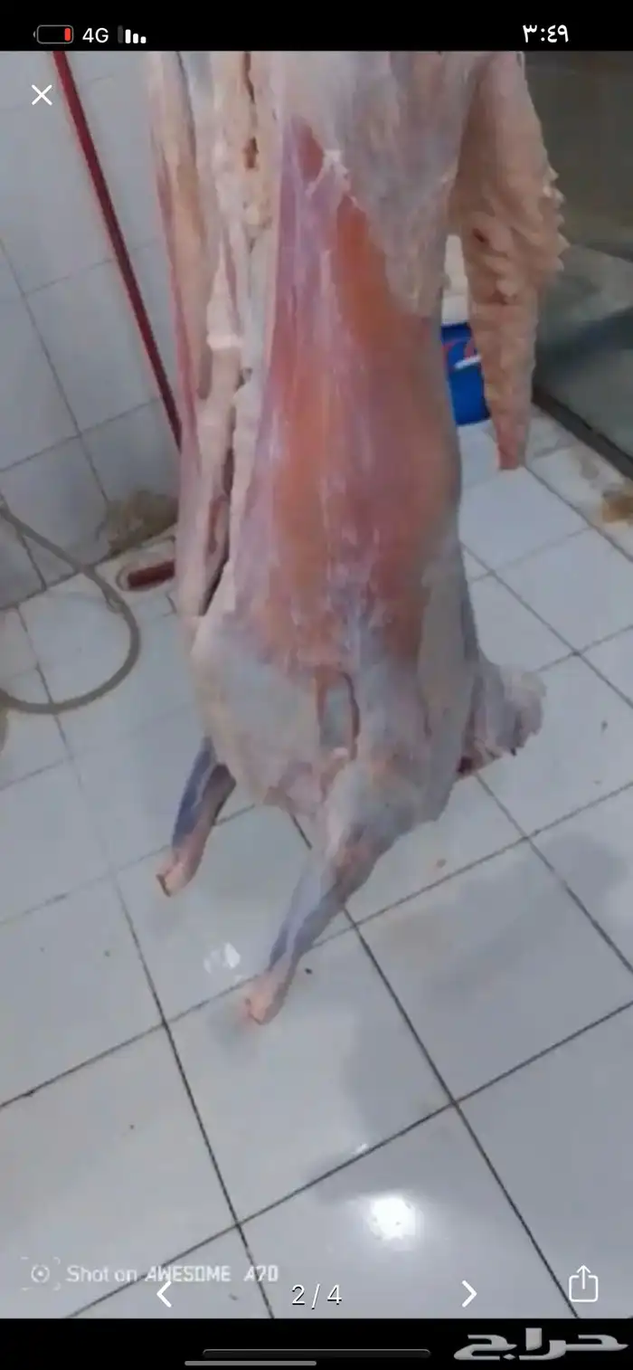 ذبايح فاخره من تربيتنا ذبيحه كامله نص ذبيحه او بلكيلو 4
