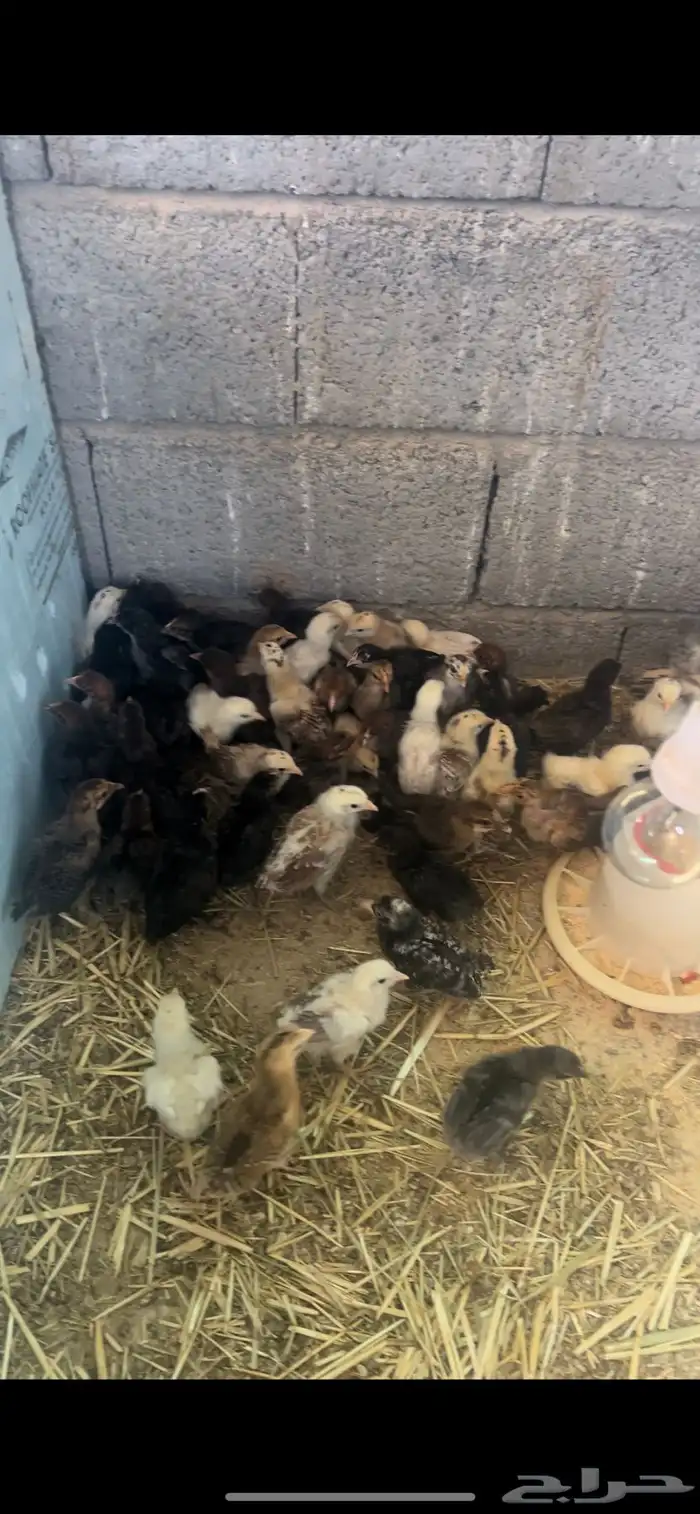 صوص بط و صوص دجاج 6